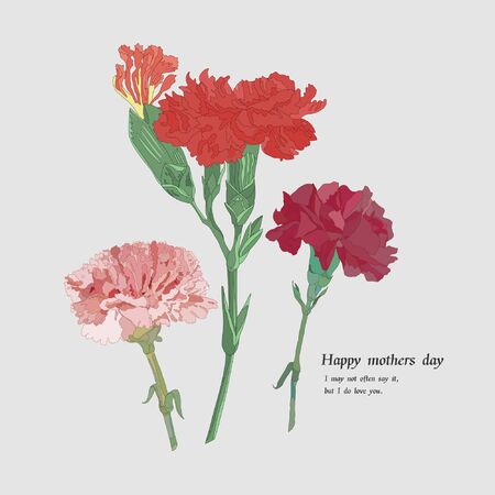 Mother's day carnation cardのイラスト素材