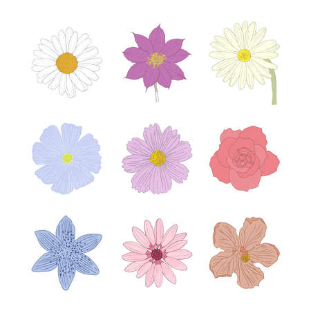 Flowers, small chrysanthemums, roses, hand drawn material vector illustration.のイラスト素材