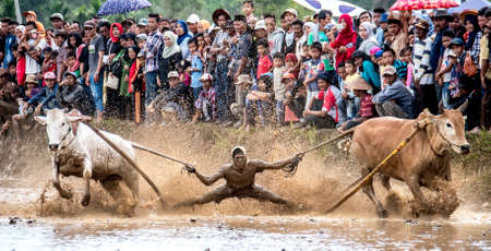 Bull Raceの写真素材