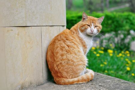 Portrait of a beautiful strict street cat who looks into the eyesの写真素材