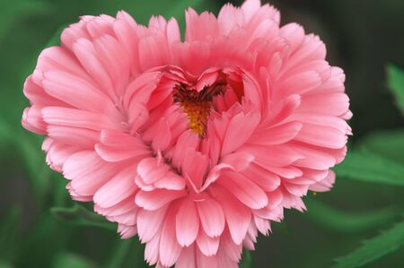Beautiful delicate pink flower in the shape of a heart to congratulate your loved ones on Valentine's dayの写真素材
