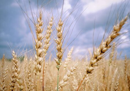 The yellow ears of ripe rye field on a background of blue skyの写真素材