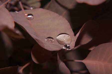 Red leaves of trees in the late evening with drops of transparent dew after rainの写真素材