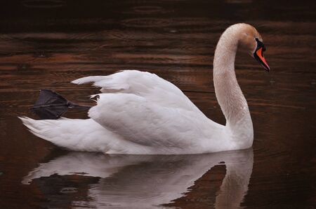 Beautiful and noble white Swan swims in the evening lake in the rainの写真素材