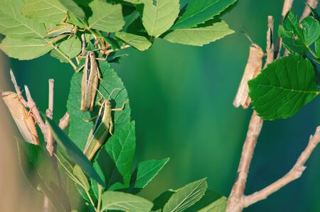 Young brown grasshoppers in the wild sitting on a tree Bush on a blue water background in summer...