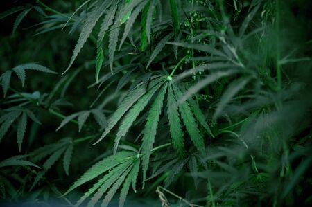 Cannabis bushes that grows in the wild in summer on a Sunny day
