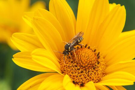Yellow wasp close-up sitting on a yellow large bright flower in the summer on a Sunny day