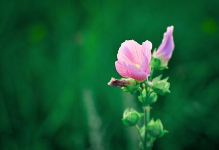 Delicate pink half-Bud pink flower on a green background on a Sunny dayの写真素材