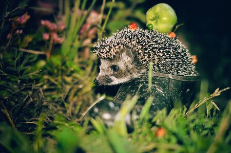 A cute little hedgehog sitting in a Shoe. Evening, street, grassの写真素材