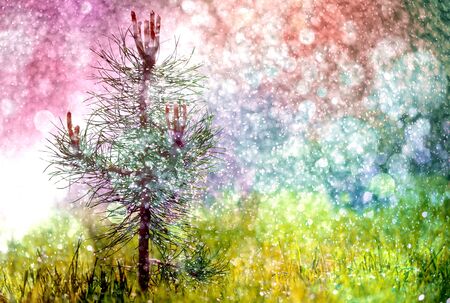 Little green pine in the grass that grows alone in the garden under the summer rainの写真素材