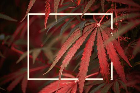 Bushes of green hemp that grows in the wild in summer on a Sunny day with a white frameの写真素材