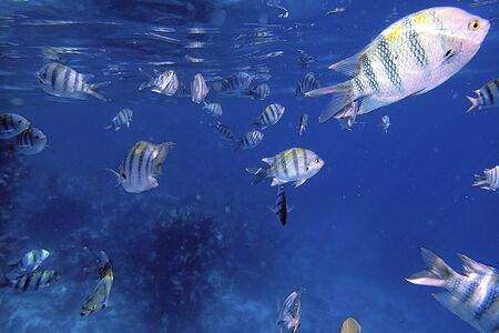 Swimming fish underwater in coral reefs in the blue sea, Egypt