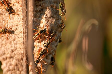 A paper hornet's nest was built by wild wasps in the summer