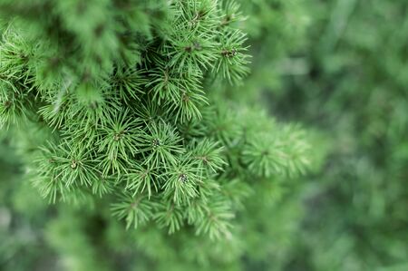 Green needles from spruce on a green background in summer on a Sunny day