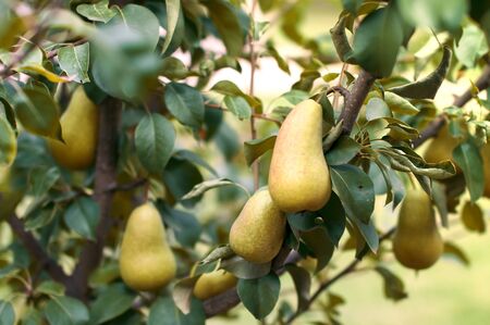 Bright juicy tasty pears grow on a tree in the garden in the village on a Sunny dayの写真素材
