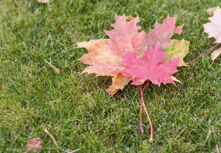 Bright mowed green lawn grass, in which lies the dry red leaves of canadian mapleの写真素材