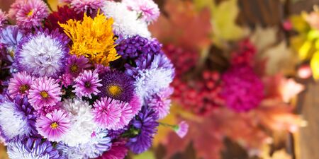Bright autumn colorful purple and yellow flowers of asters, chrysanthemums, gerberas and daisies are...