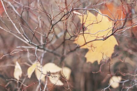 Leafless bushes of trees with a lone leaf grows on the street in autumn in cloudy weather.の写真素材