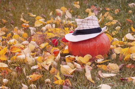 A large orange pumpkin lies on a lawn in a hat among dry autumn yellow leaves in fine sunny weather...