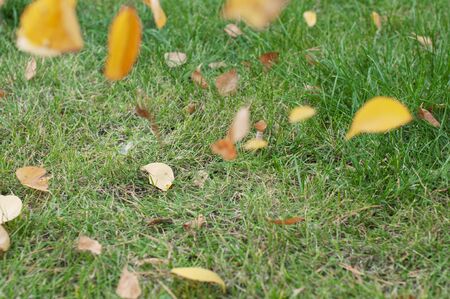 Autumn yellow dry leaves fall from trees on a green lawn with grass.の写真素材
