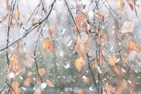 Tree branches with flying autumn leaves under the first falling snowの写真素材