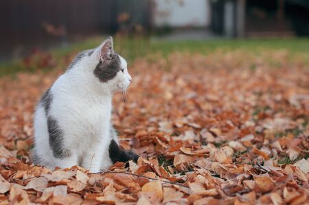 A beautiful fluffy cat sits on autumn dry leaves on nature in fine sunny weather and looks up at the leaf fallの写真素材