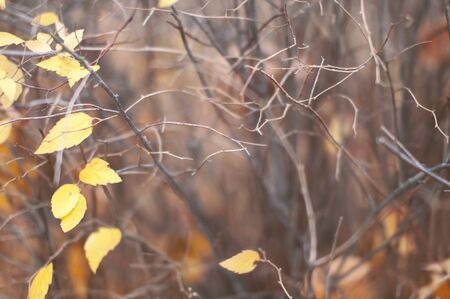 Leafless bushes of trees with a lone leaf grows on the street in autumn in cloudy weather.の写真素材