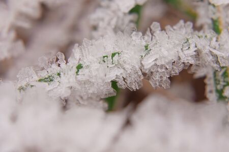 Cold winter morning in December outdoors with frozen ice crystals on dry yellow grass.の写真素材