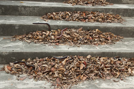 Millipede on pile of dry leaves