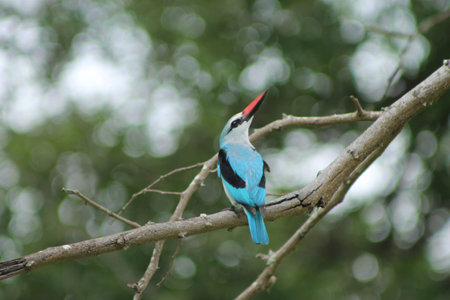 African Woodland Kingfisher Birdの写真素材