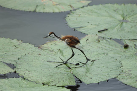 Baby African Jacana Birdの写真素材