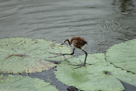 Baby African Jacana Birdの写真素材