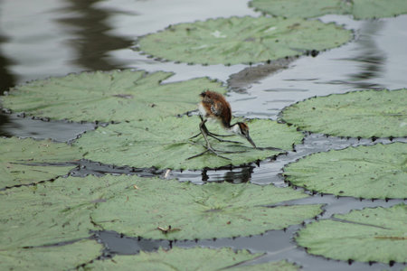 Baby African Jacana Bird