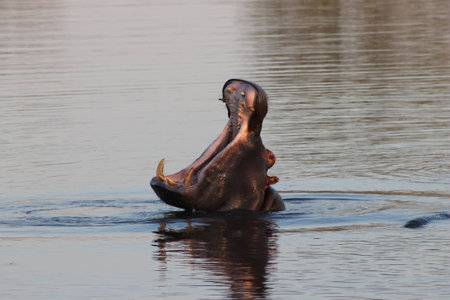 African Hippopotamusの写真素材