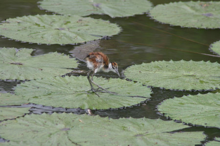 Baby African Jacana Birdの写真素材