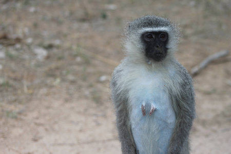 African Vervet Monkey