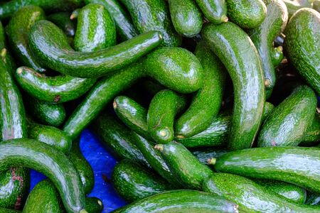 Avocado. Healthy fresh avocados are grown on an organic farm. Royalty high-quality free stock image...