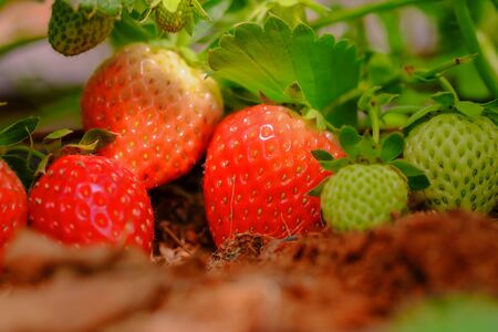 Strawberries red mellow ripe perfect. Healthy fresh strawberries are grown in a greenhouse on an organic farm. Royalty high-quality free stock image of fruit.の写真素材