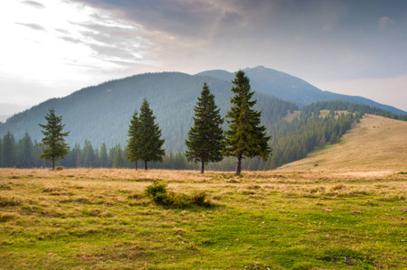 Spruce trees on the pasture high up in the Carpathian mountains in early fall