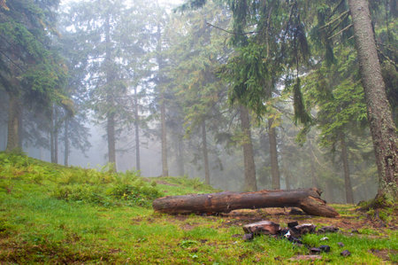 A log in the pine forestの写真素材