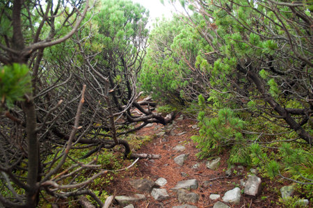 Path through creeping pineの写真素材