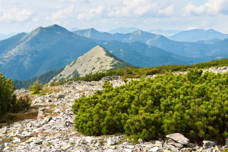 Carpathian mountains in autumn. Stone field among creeping pine. Cloudy sunny dayの写真素材