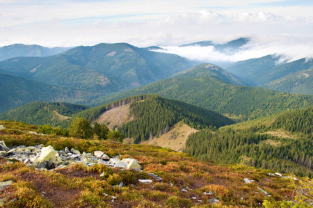 Beautiful landscape of the Carpathian mountains in autumn. Day. Hill covered with orange grass, pine forest, and fluffy white clouds. Traces of deforestationの写真素材