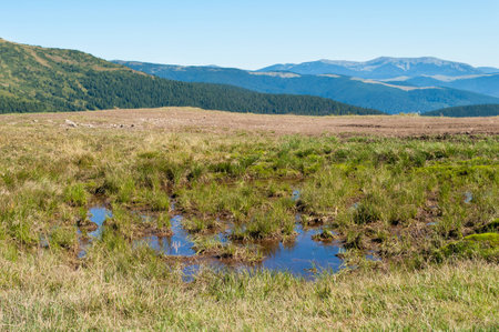Carpathian mountains in late summer. Ukraine. Puddle of water on Svydovets ridgeの写真素材