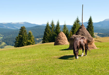 A horse eating grass on a green pasture near several haystacks in the Carpathian mountains on a sunny summer dayの写真素材