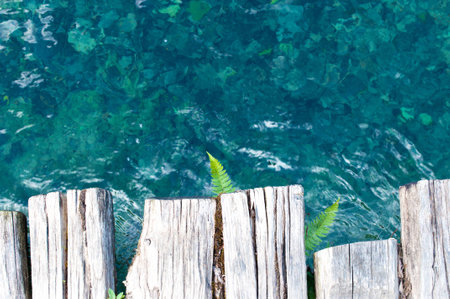 Small fern leaves growing from planks on the background of transparent crystal water.Plitvice lakes national park, Croatiaの写真素材