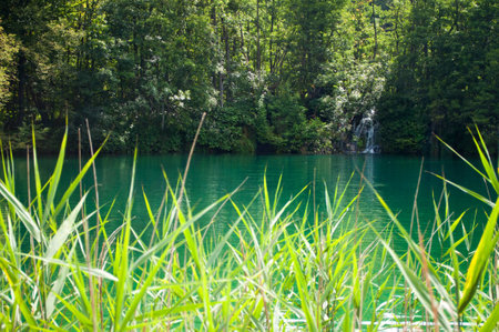 Lake with emerald water. Waterfall among foliage. Reed leaves on the front. Plitvice lakes national park, Croatiaの写真素材