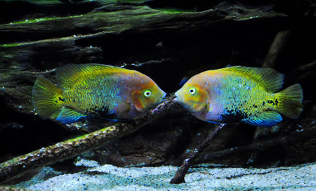 Two multicolored fish floating symmetrically on the bottom of the aquarium with open mouths. They are talking or are about to kissの写真素材