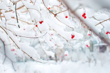 Several red ripe fruits of viburnum covered in snow and hanging on branches in a garden. Cold winter day in Januaryの写真素材