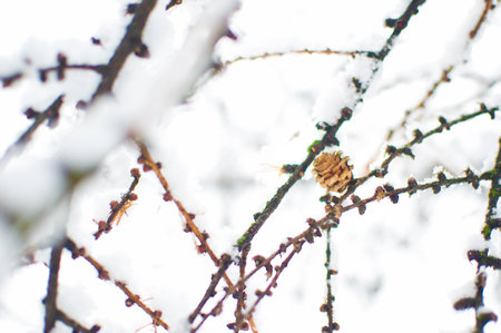 One small dried larch cone among brown branches covered in a thick layer of white fresh fluffy snow. Minimalistic style. Cold winter day in Januaryの写真素材